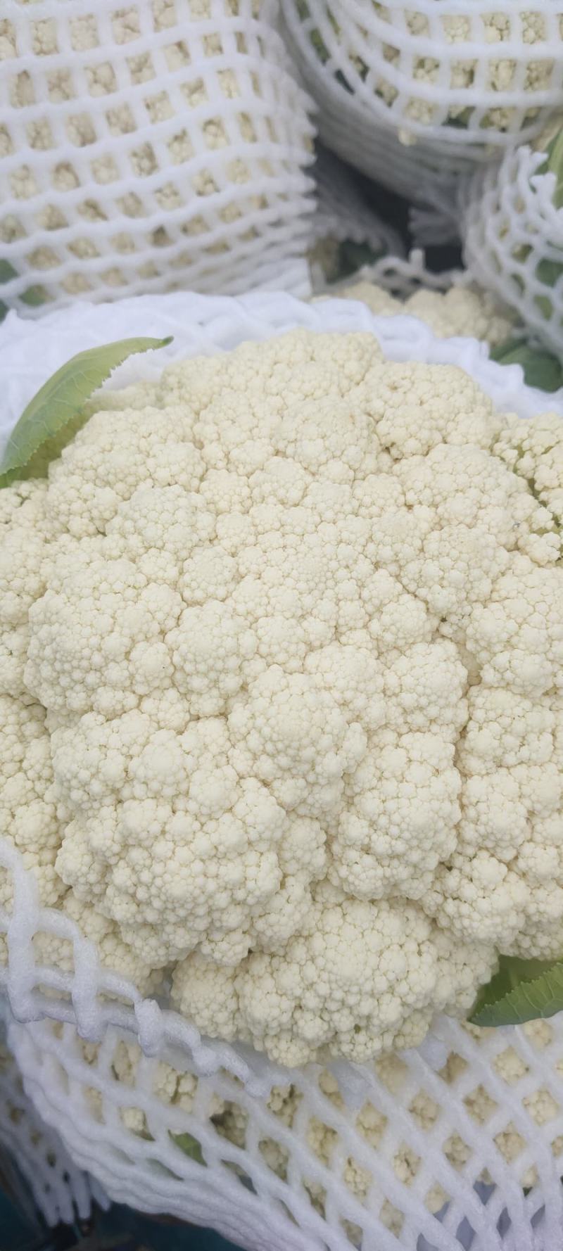 河北精品有机花已大量上市，产地货源，品质保证，量大从优