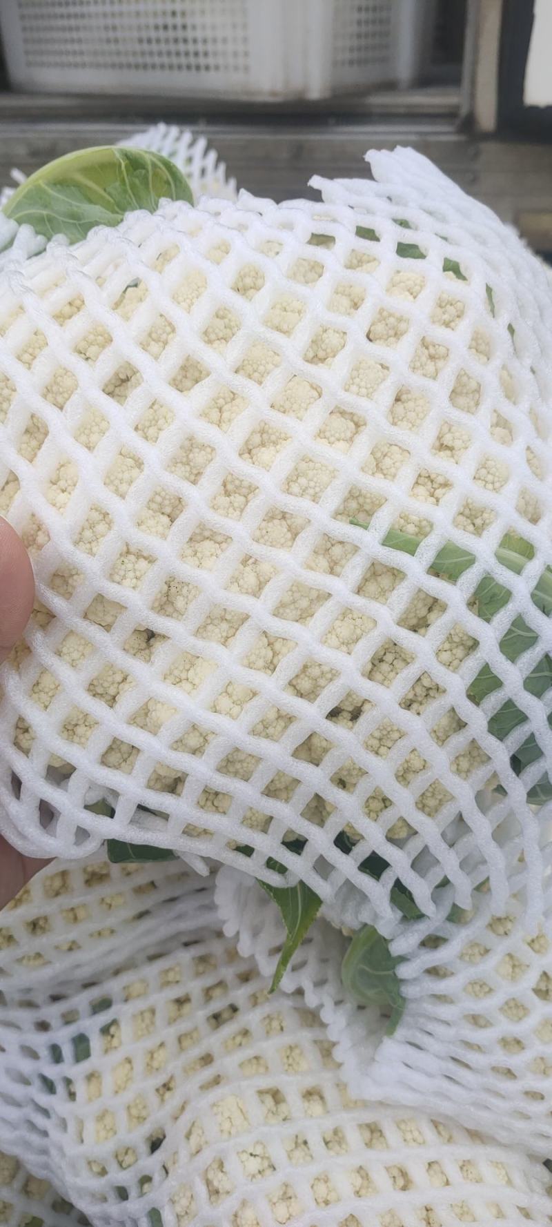 河北精品有机花已大量上市，产地货源，品质保证，量大从优