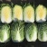 白菜，黄心菜，白菜，吉林安广镇，4-6斤，产地直发净菜