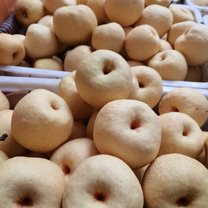 纸袋酥梨，陕西礼泉纸袋酥梨大量上市果面细腻，口感脆甜