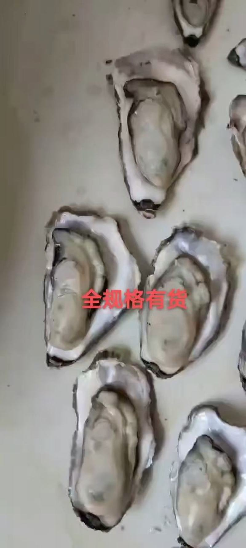 热销生蚝便宜大量出售，不怕便宜的私信。今年的生蚝大量上市