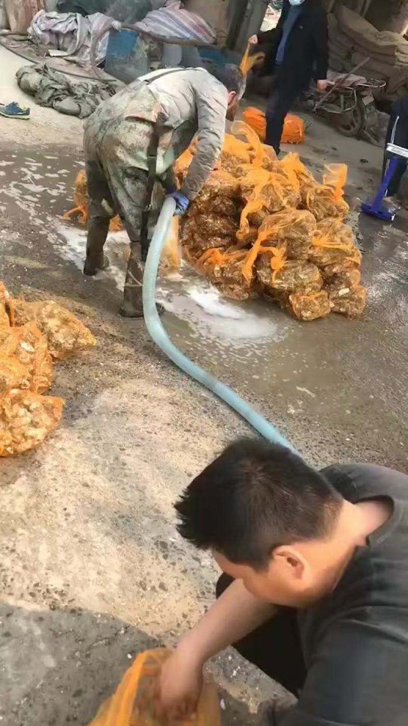 热销生蚝便宜大量出售，不怕便宜的私信。今年的生蚝大量上市