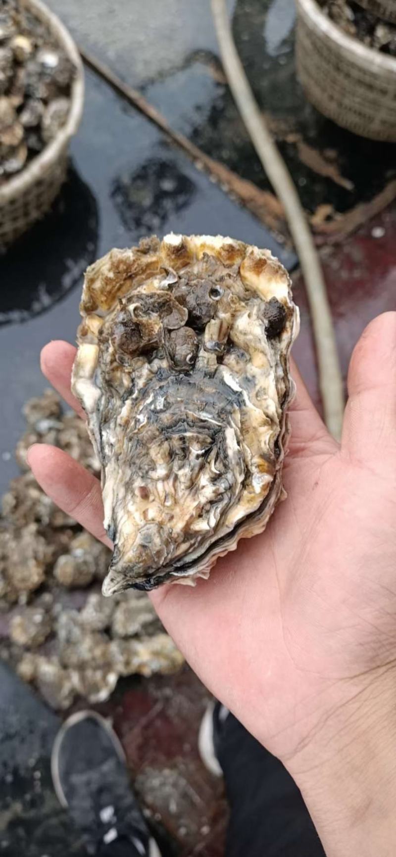 热销生蚝便宜大量出售，不怕便宜的私信。今年的生蚝大量上市
