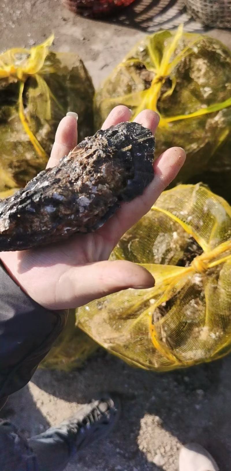 热销生蚝便宜大量出售，不怕便宜的私信。今年的生蚝大量上市