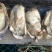 热销生蚝便宜大量出售，不怕便宜的私信。今年的生蚝大量上市