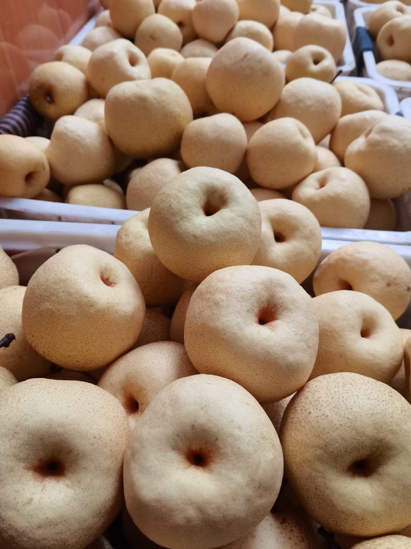 《畅销》陕西酥梨纸袋酥梨皮薄肉细果面白净大量上市中