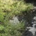 山葱花扎蒙花泽蒙花