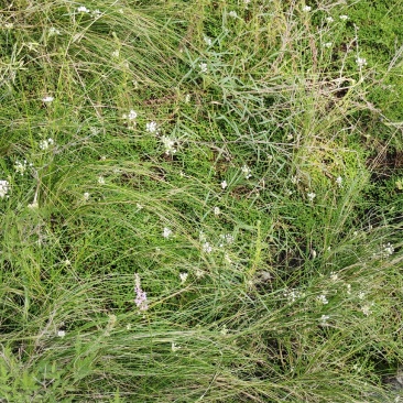 山葱花扎蒙花泽蒙花