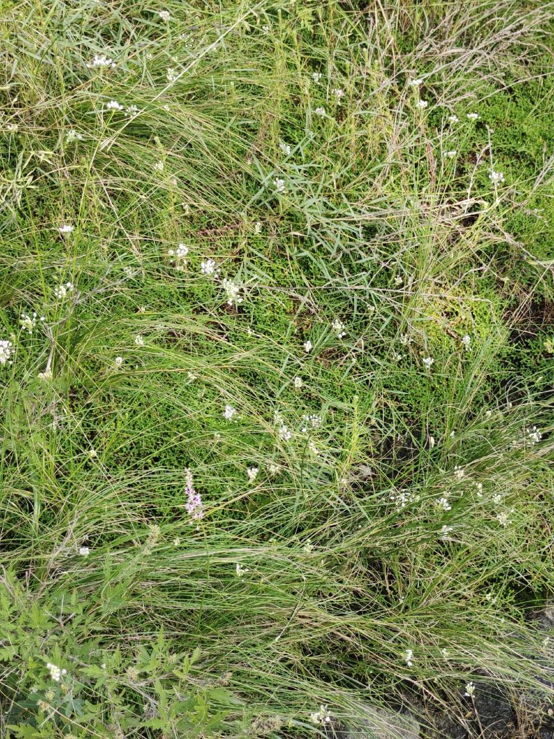 山葱花扎蒙花泽蒙花