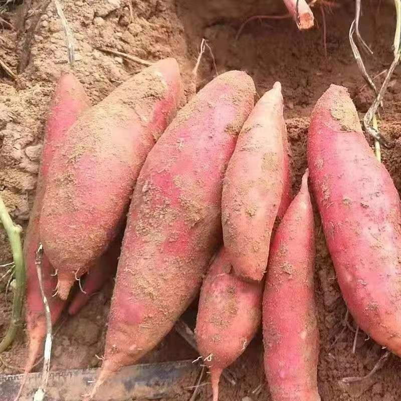 西瓜红红薯