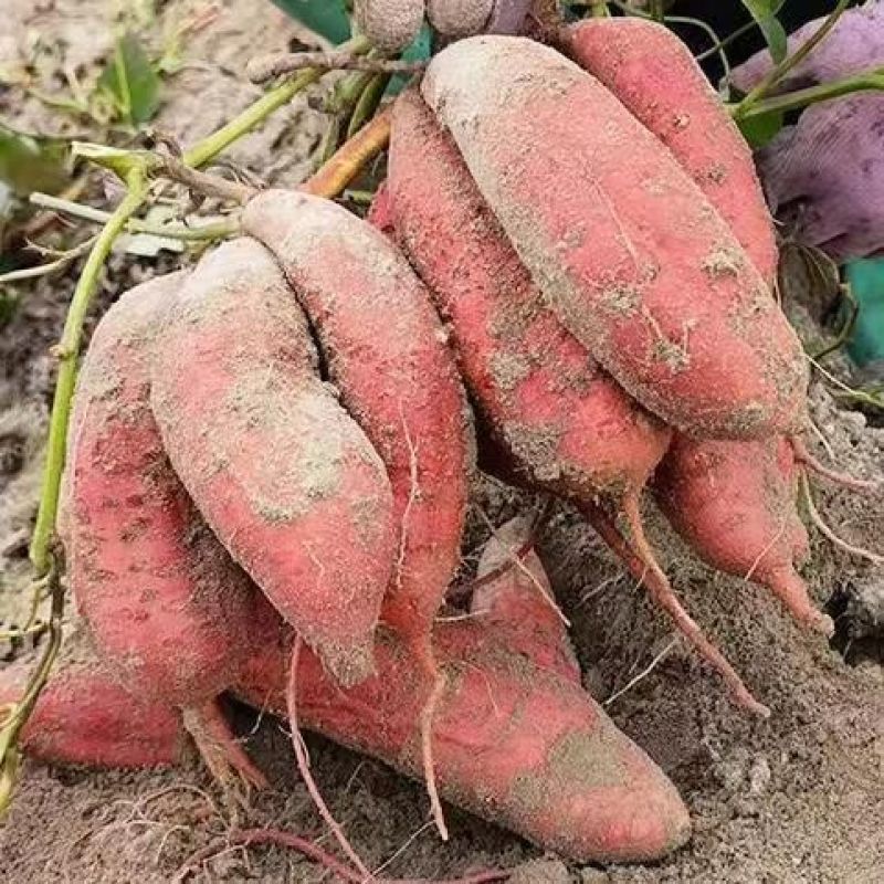 西瓜红红薯