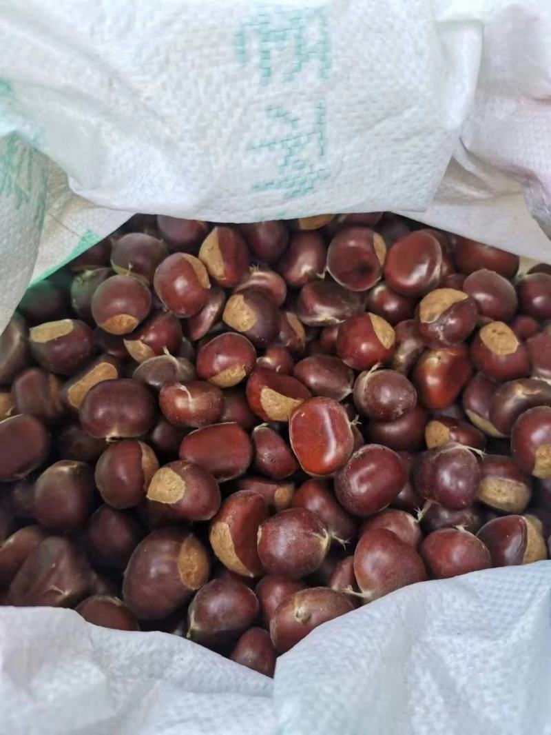 板栗，贵州农家生态板栗