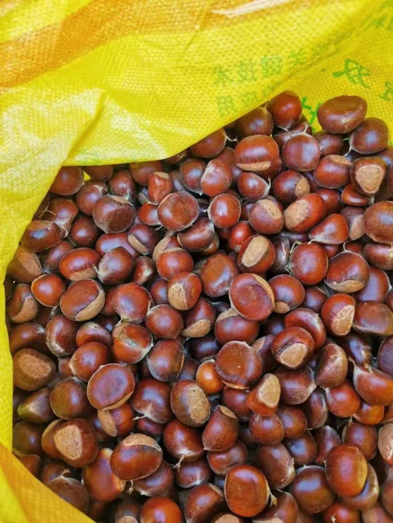 板栗，贵州农家生态板栗