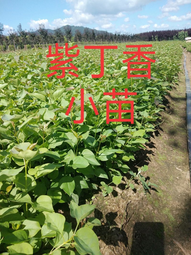 [推荐]紫丁香小苗、红丁香、暴马丁香、四季丁香工程苗