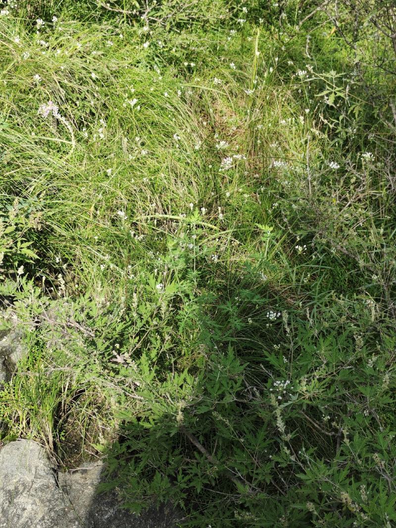山葱花扎蒙花泽蒙花