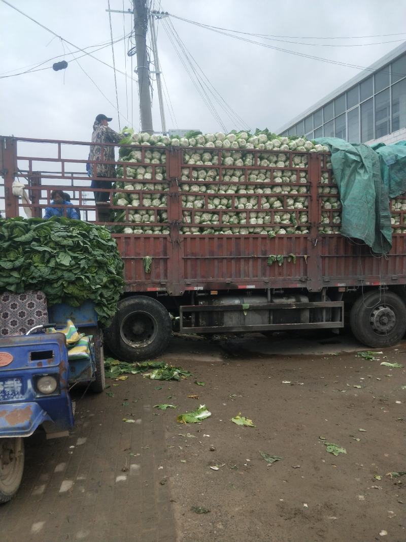 【臻实惠蔬菜】临洮精品大白菜大量有货，售向全国，