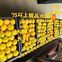 湖南省郴州市资兴市东江湖蜜桔优质大果长期供应。