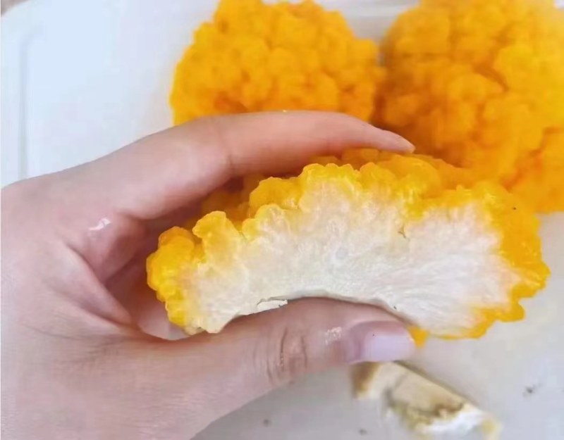 金耳菌包种植