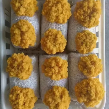 金耳菌包种植