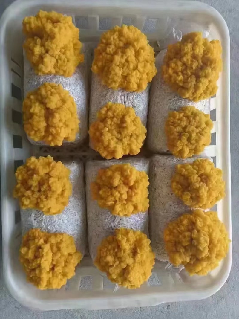 金耳菌包种植