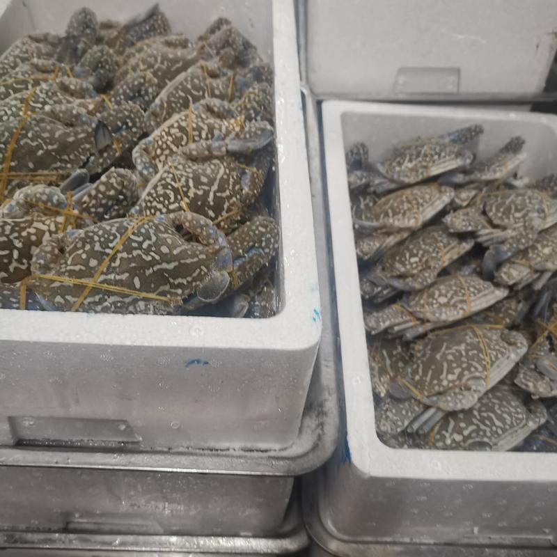 湛江本地天然冻蓝花蟹，个头肥满，肥满度达90以上