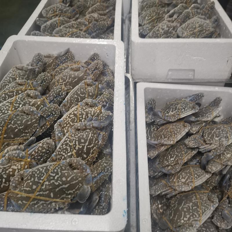 湛江本地天然冻蓝花蟹，个头肥满，肥满度达90以上