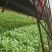 精品苦菊生菜油麦菜