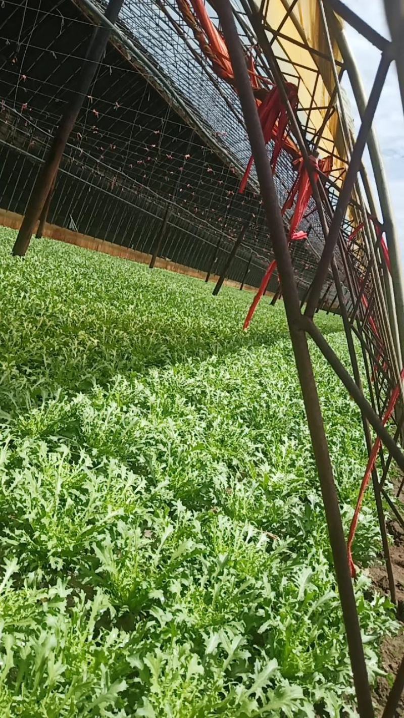 精品苦菊生菜油麦菜