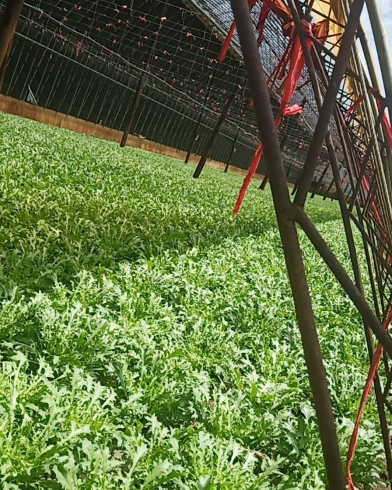精品苦菊生菜油麦菜
