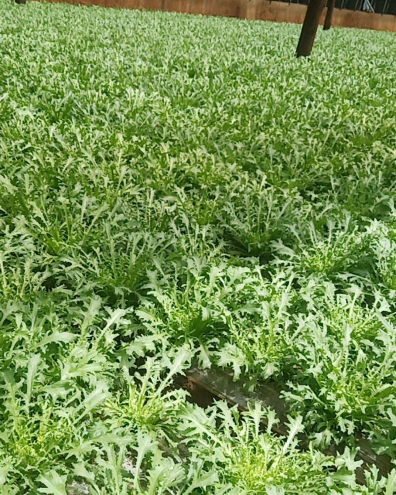 精品苦菊生菜油麦菜