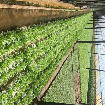 精品苦菊生菜油麦菜