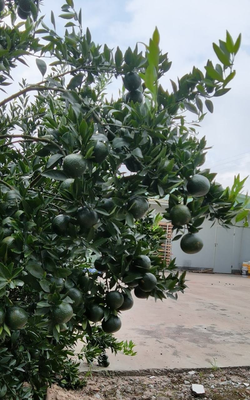 新会柑茶枝柑壳新会柑干壳陈皮柑皮干壳自制小青柑茶壳