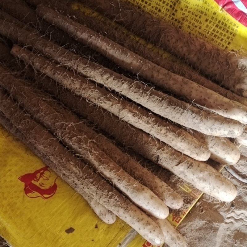 榆林白玉马上上市，欢迎采购