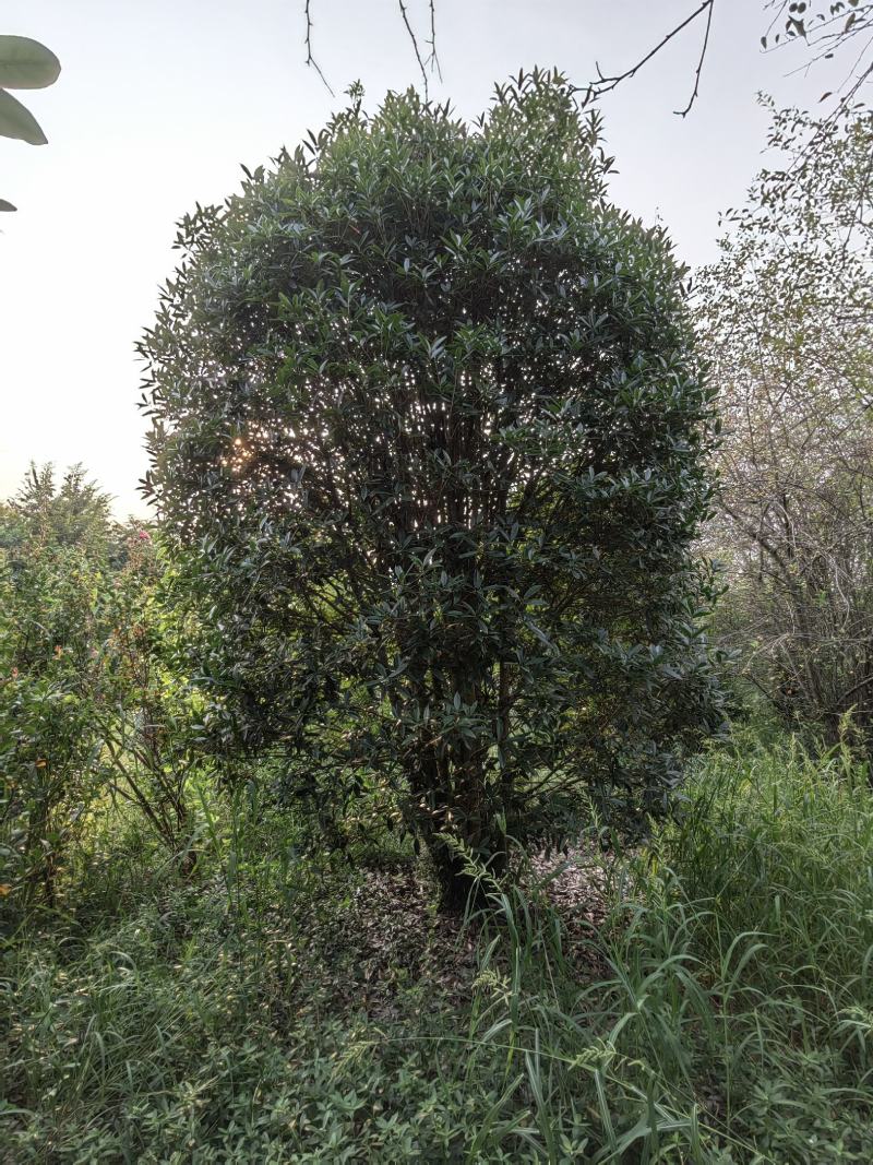 精品丛生桂花，欢迎来电咨询
