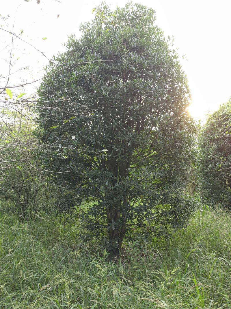 精品丛生桂花，欢迎来电咨询