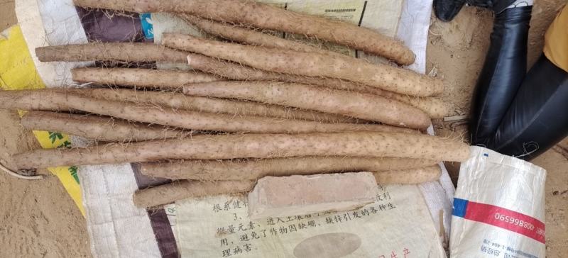 榆林白玉马上上市，欢迎采购