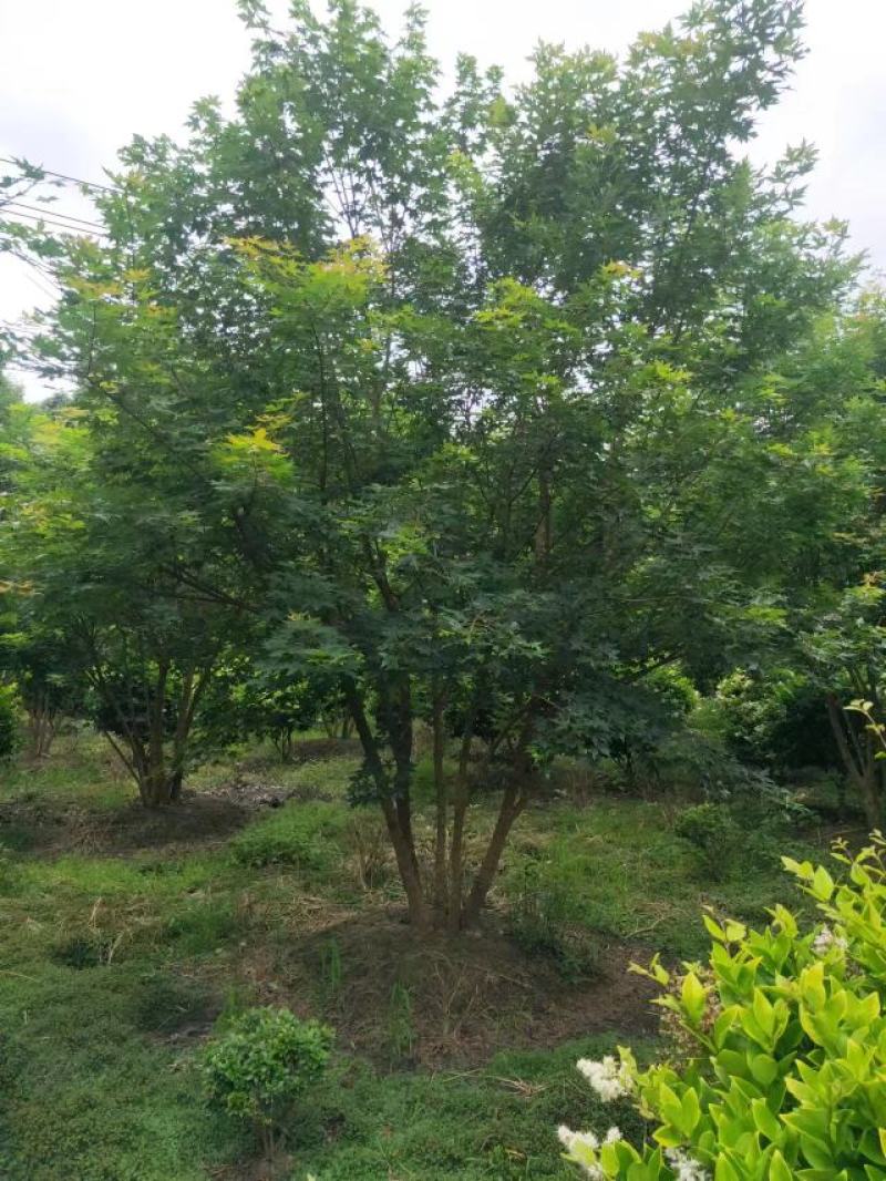 精品丛生元宝枫，欢迎来电咨询