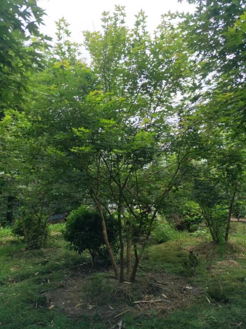 精品丛生元宝枫，欢迎来电咨询