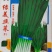 韭菜种子韭黄种子种齐全种子公司直发品质优技术指导