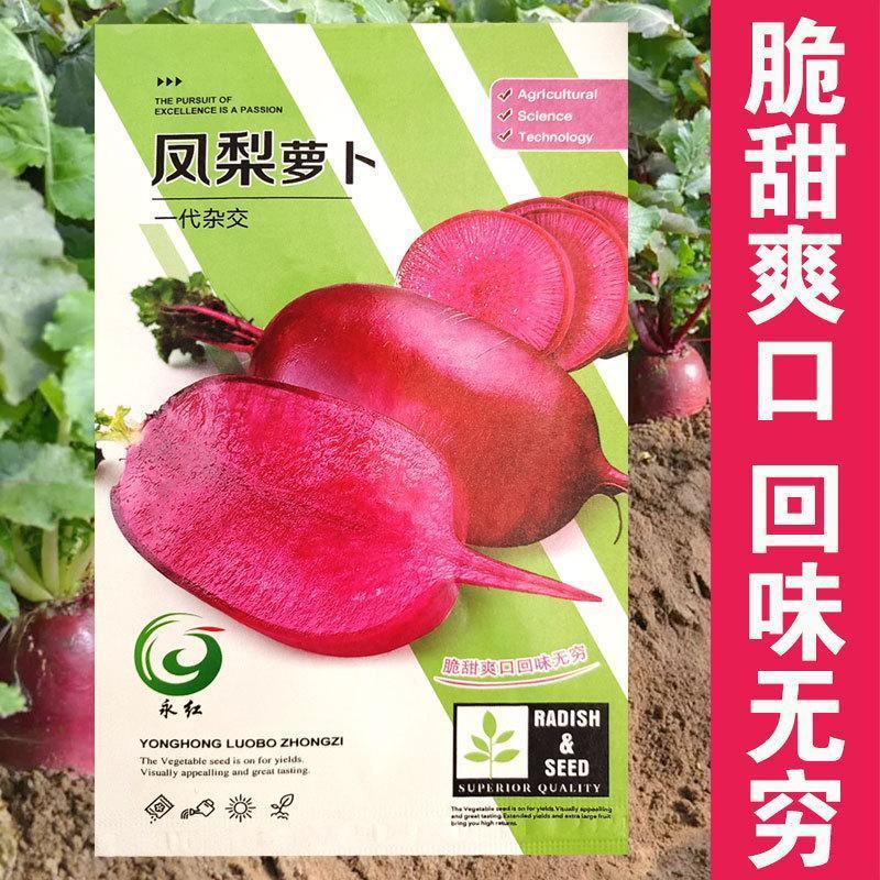 凤梨萝卜种子紫美人红心红皮水果萝卜籽秋冬四季蔬菜种孑阳台