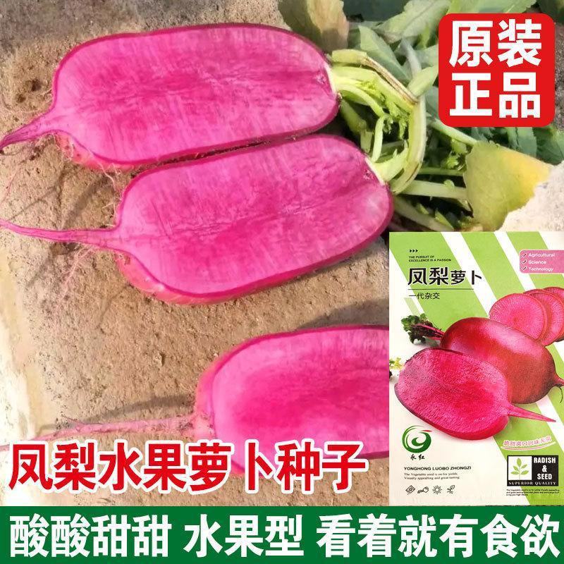 凤梨萝卜种子紫美人红心红皮水果萝卜籽秋冬四季蔬菜种孑阳台