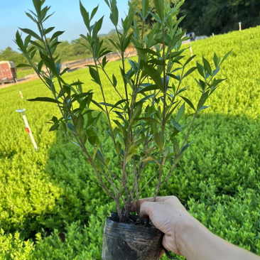 基地现大量供应小叶栀子花大杯，欢迎各位老板实地考察