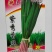 四季青韭菜种子高产型适合大棚常年种植不休眠