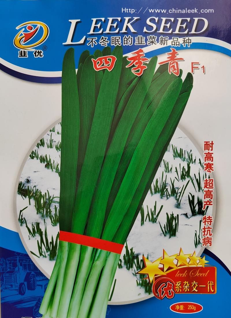 四季青韭菜种子高产型适合大棚常年种植不休眠