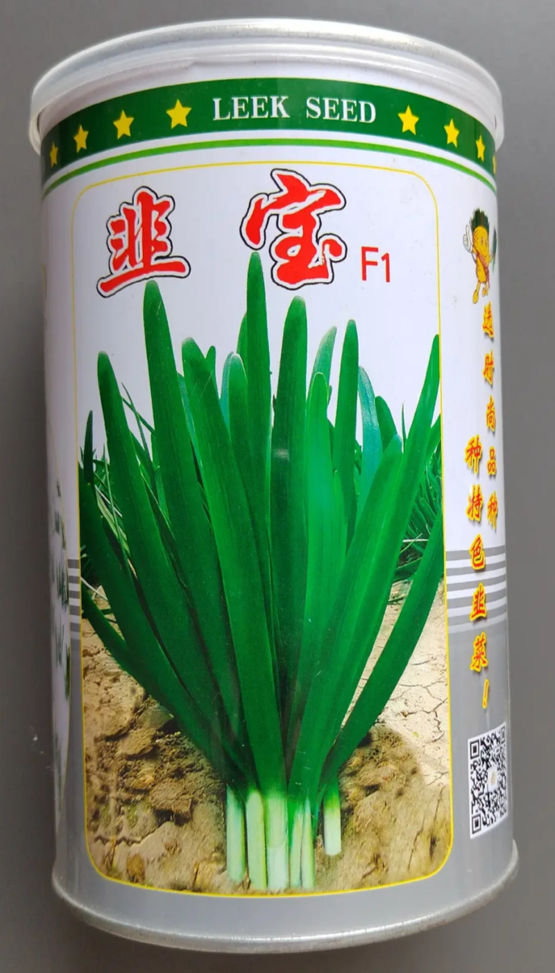 四季青韭菜种子高产型适合大棚常年种植不休眠