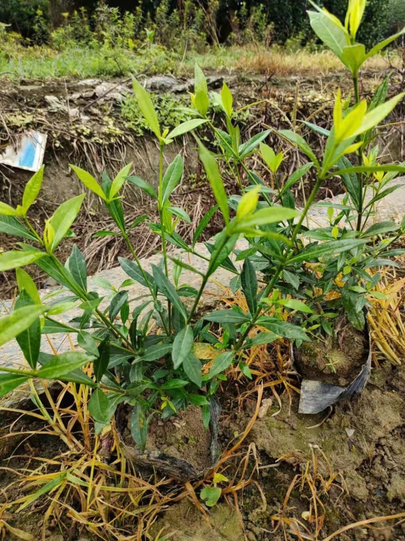 基地现大量供应小叶栀子花大杯，欢迎各位老板实地考察