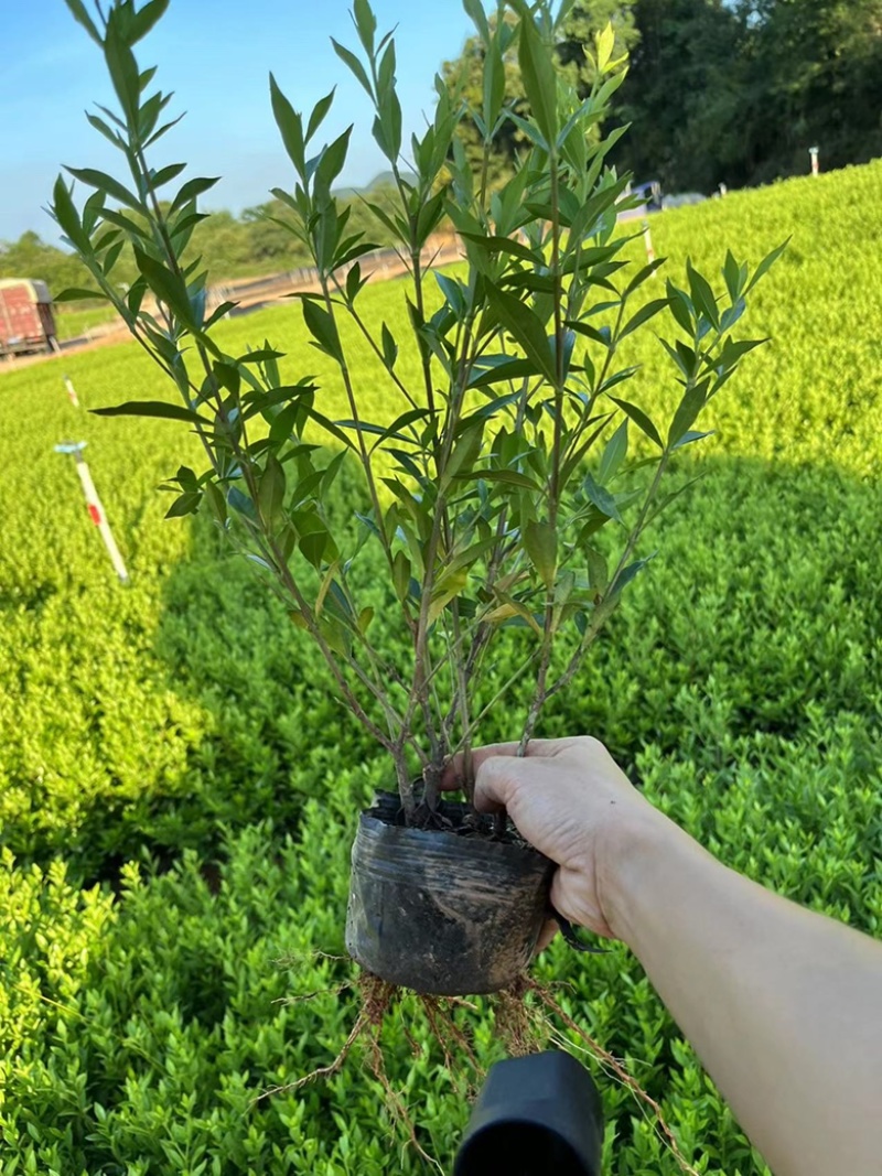 基地现大量供应小叶栀子花大杯，欢迎各位老板实地考察
