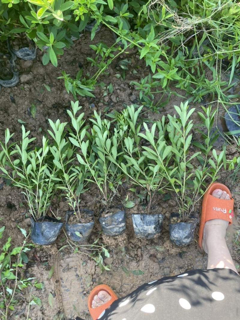 基地现大量供应杜鹃大杯，苗子叶水漂亮不脱脚