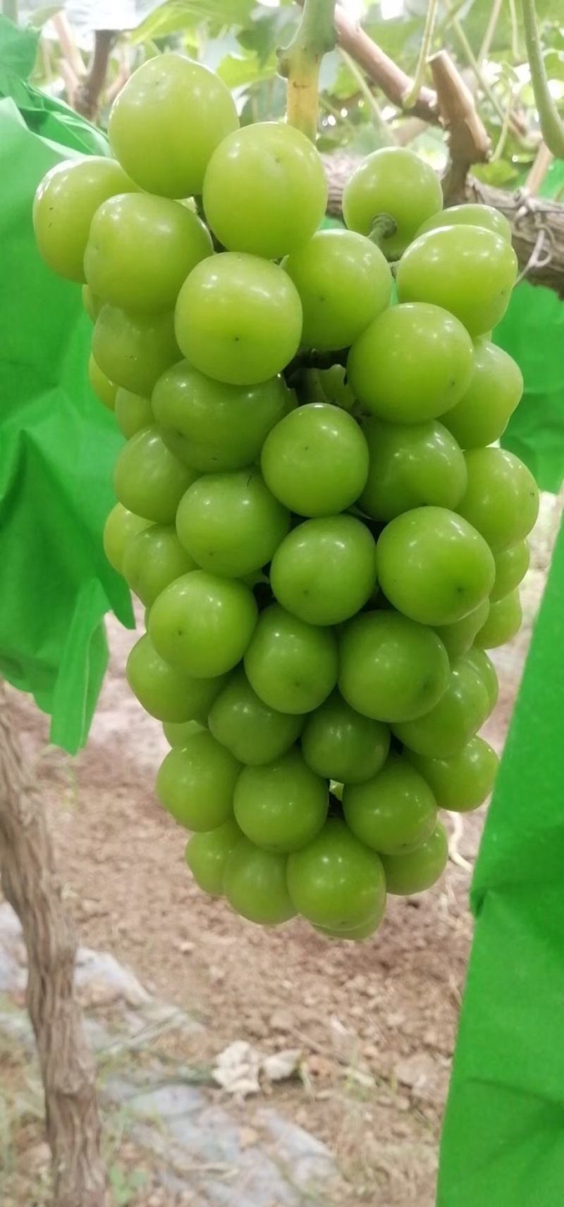 陕西精品晴王阳光玫瑰
