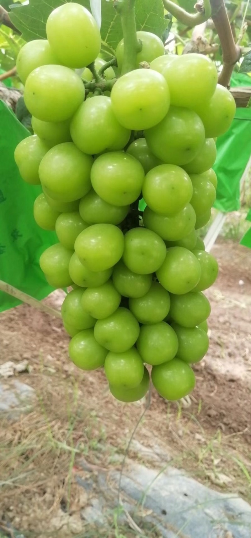 陕西精品晴王阳光玫瑰